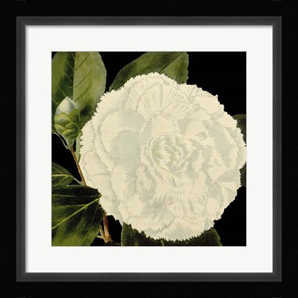 Framed Dramatic Camellia IV Print