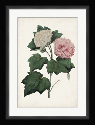 Framed Vintage Rose Clippings II Print