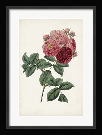 Framed Vintage Rose Clippings III Print