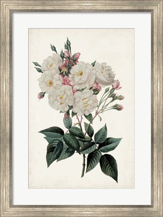 Framed Vintage Rose Clippings IV Print