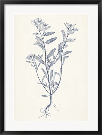 Framed Navy Botanicals II Print