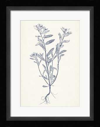Framed Navy Botanicals II Print