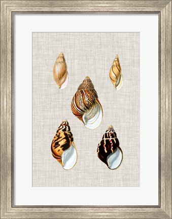 Framed Antique Shells on Linen II Print