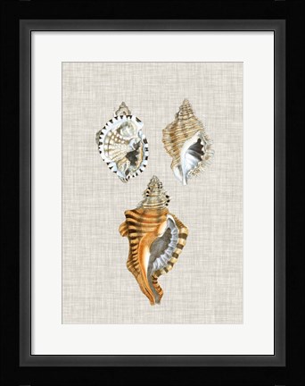 Framed Antique Shells on Linen III Print