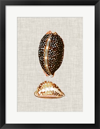 Framed Antique Shells on Linen IV Print