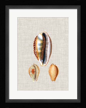 Framed Antique Shells on Linen V Print