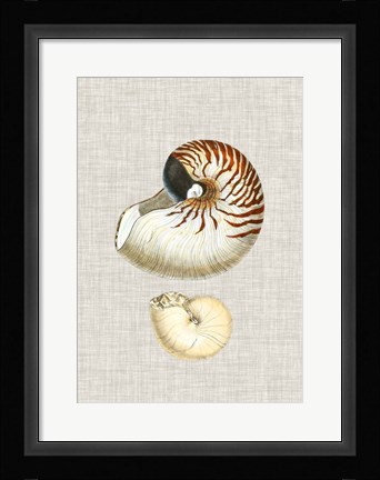 Framed Antique Shells on Linen VII Print