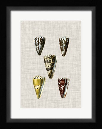 Framed Antique Shells on Linen VIII Print