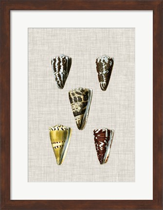 Framed Antique Shells on Linen VIII Print