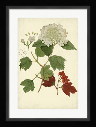 Framed Flowering Viburnum I Print