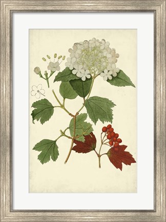 Framed Flowering Viburnum I Print