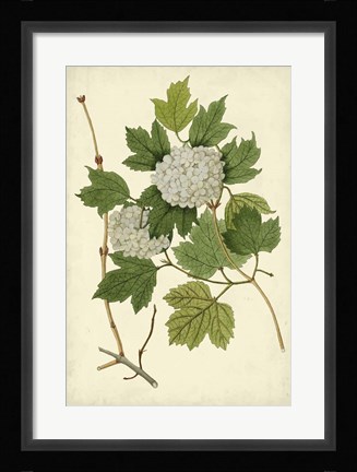 Framed Flowering Viburnum II Print