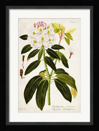 Framed Vintage Rhododendron I Print