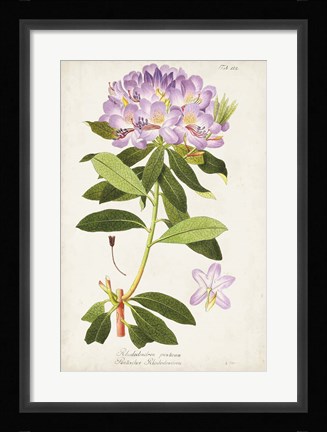Framed Vintage Rhododendron II Print