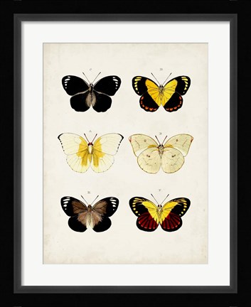Framed Vintage Butterflies I Print