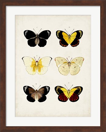 Framed Vintage Butterflies I Print