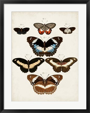 Framed Vintage Butterflies II Print