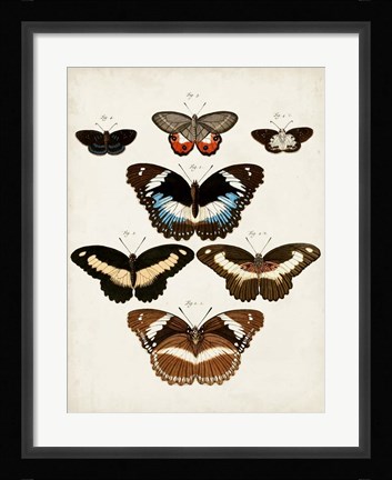 Framed Vintage Butterflies II Print