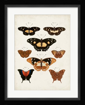 Framed Vintage Butterflies V Print