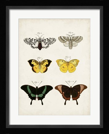 Framed Vintage Butterflies VI Print