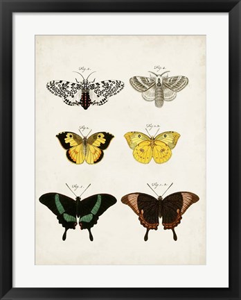 Framed Vintage Butterflies VI Print