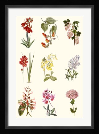 Framed Botanical Array Chart Print