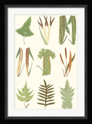Framed Antique Fern Chart Print
