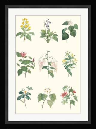 Framed Soft Botanical Chart Print