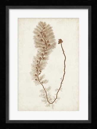 Framed Sepia Seaweed III Print