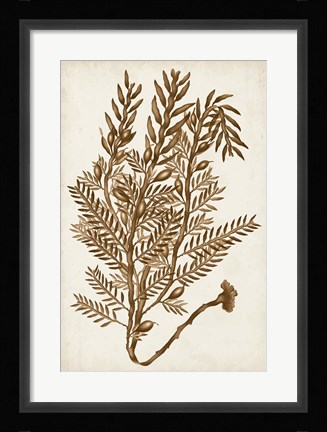 Framed Sepia Seaweed IV Print