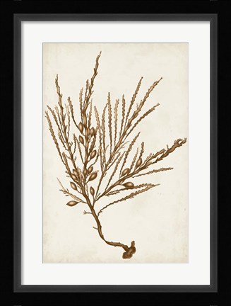 Framed Sepia Seaweed V Print