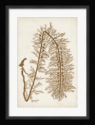 Framed Sepia Seaweed VI Print