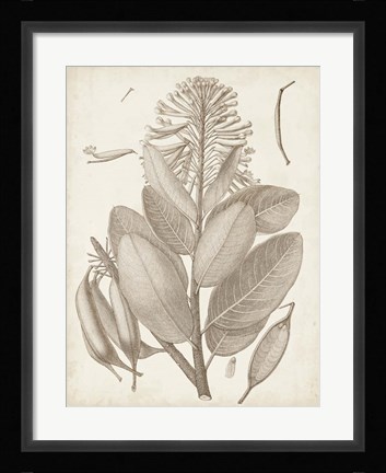 Framed Sepia Exotic Plants I Print