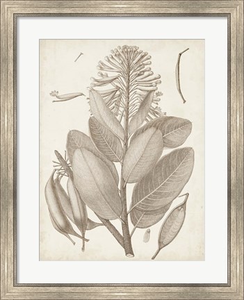 Framed Sepia Exotic Plants I Print