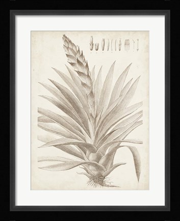 Framed Sepia Exotic Plants III Print