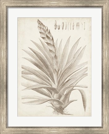 Framed Sepia Exotic Plants III Print