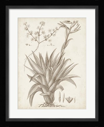 Framed Sepia Exotic Plants IV Print
