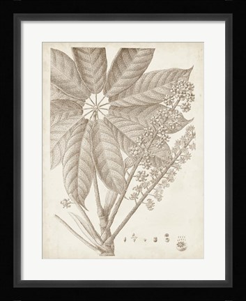 Framed Sepia Exotic Plants V Print