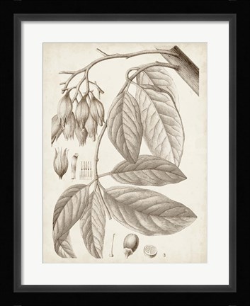 Framed Sepia Exotic Plants VI Print