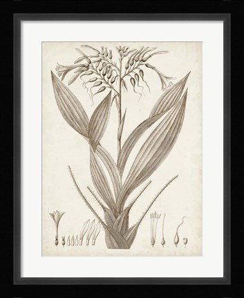 Framed Sepia Exotic Plants VII Print