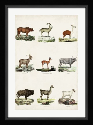 Framed Antique Animal Chart I Print