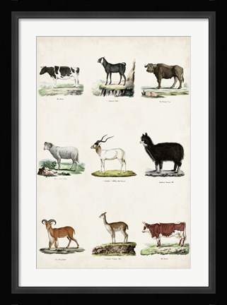 Framed Antique Animal Chart II Print