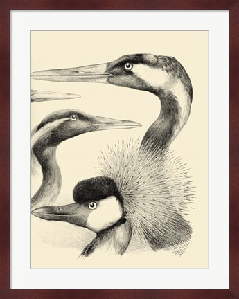 Framed Waterbird Sketchbook I Print