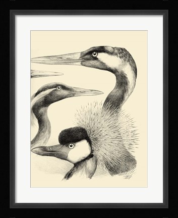 Framed Waterbird Sketchbook I Print