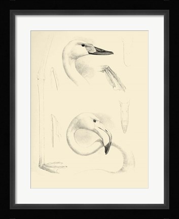 Framed Waterbird Sketchbook II Print