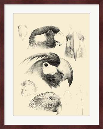 Framed Waterbird Sketchbook III Print