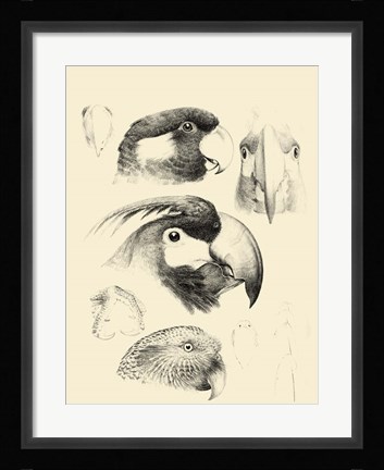 Framed Waterbird Sketchbook III Print