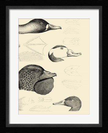 Framed Waterbird Sketchbook IV Print
