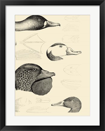 Framed Waterbird Sketchbook IV Print