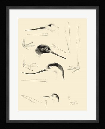 Framed Waterbird Sketchbook V Print